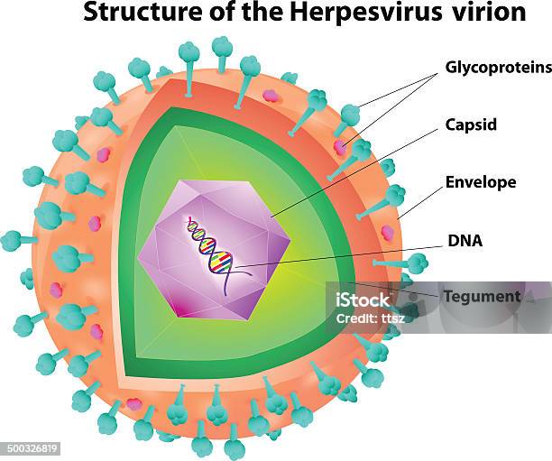 Vetores de Vírus Herpes Estrutura e mais imagens de Anatomia - Anatomia, Bacillus Subtilis, Bactéria