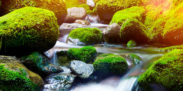 Mountain stream waterfall in the forest in Asia.