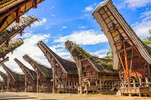 Photo of many Tongkonans, the traditional ancestral houses of the Torajan people, Tana Toraja Regency in South Sulawesi, Indonesia.