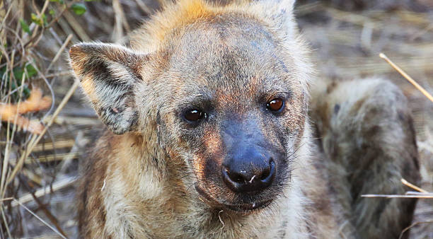 istock South Africa: Spotted Hyena in Kruger National Park 500330214