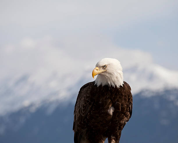 istock Portrait of an Eagle 500331570