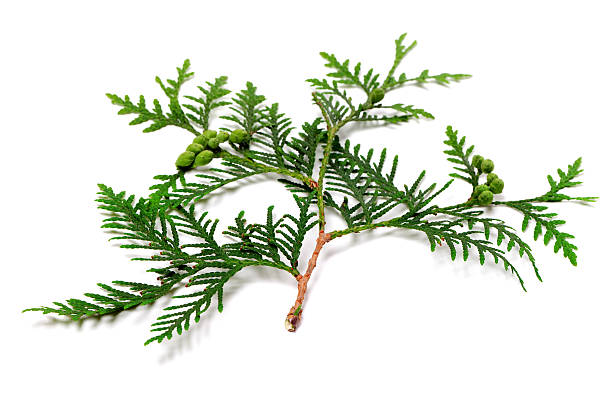 istock Green twig of thuja with cones on white background 500332174