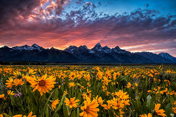 istock Tetons And Wildflowers At Sunset 500333320