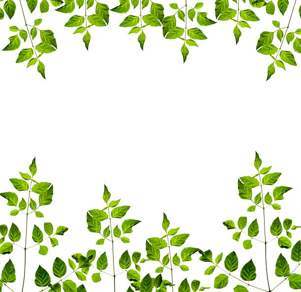 istock nature fram from green leaves on white background. isolated 500333374