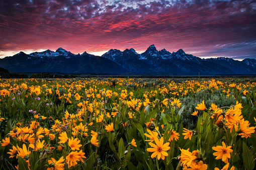 Field of wildflowers in Wyoming's Grand Teton National Park under a fiery sunset. The wildflowers are arrowleaf balsamroot. Fields of these can be found in for a few weeks in June.