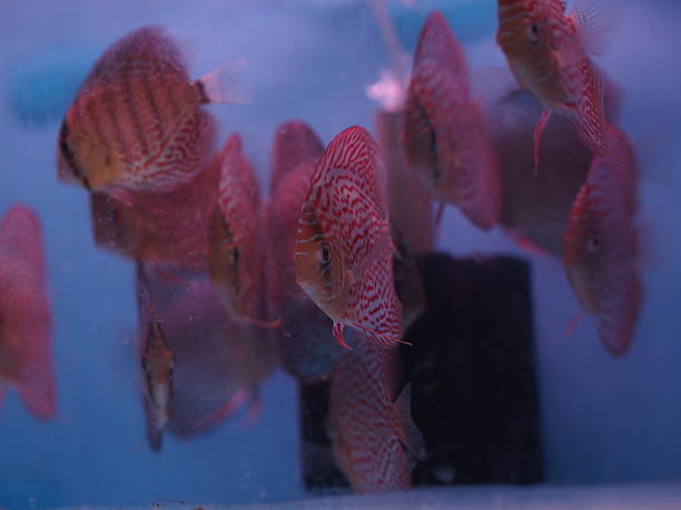 tanque de peixes de lançamento do disco - hobbies freshwater fish underwater panoramic imagens e fotografias de stock