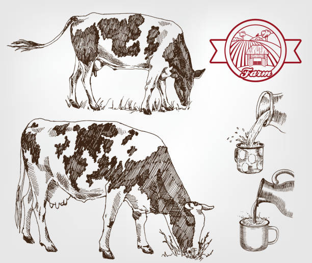 ilustrações, clipart, desenhos animados e ícones de vacas de reprodução - rick