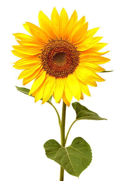 sunflower - agriculture beauty in nature flower blossom imagens e fotografias de stock