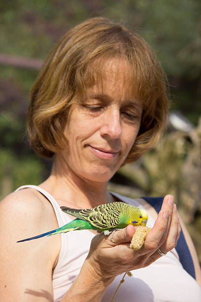 istock Woman feeding green budgerigar on hand 500340597