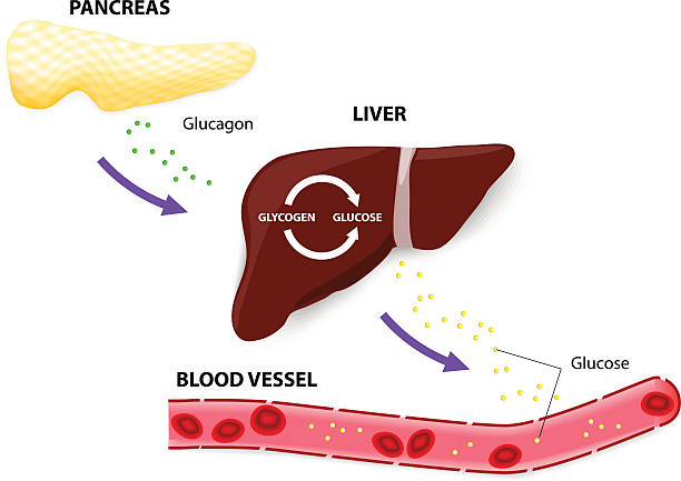 glucagon glycogen and glucose Glucagon is a hormone of the pancreas. The pancreas releases glucagon when blood glucose levels fall too low. Glucagon causes the liver to convert stored glycogen into glucose, which is released into the bloodstream. glucose stock illustrations