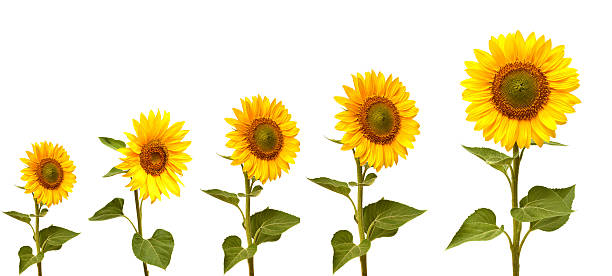 istock Growth stage of sunflower 500341557