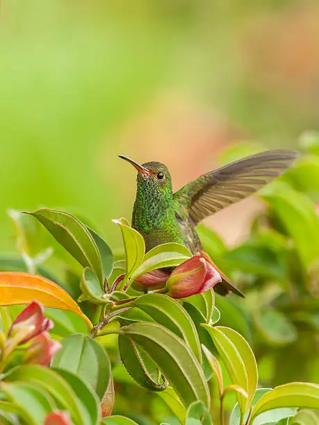 Rufous tailed hummingbird takes-off from a colorful tree photographed in Costa Rica.