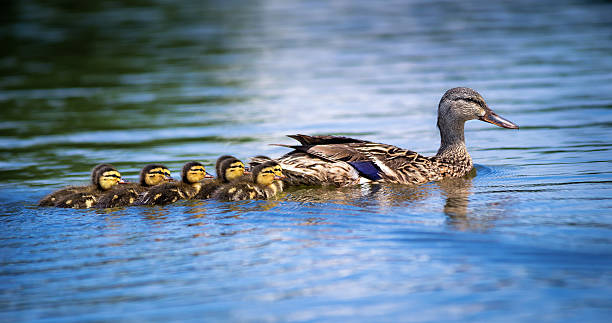 Female Mallard duck (Anas platyrhynchos) and ducklings stock photo