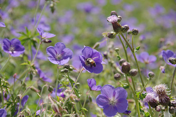 Geranium Johnson’s Blue , blooming - bee polenation