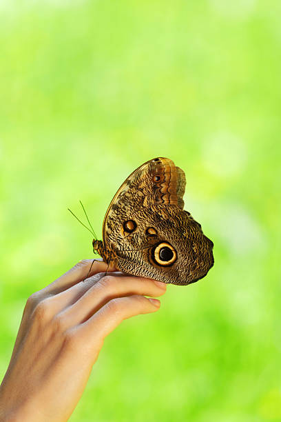istock butterfly on a female hand 500342765