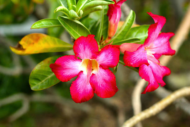 istock Azalea flowers - pink flowers in nature 500343121