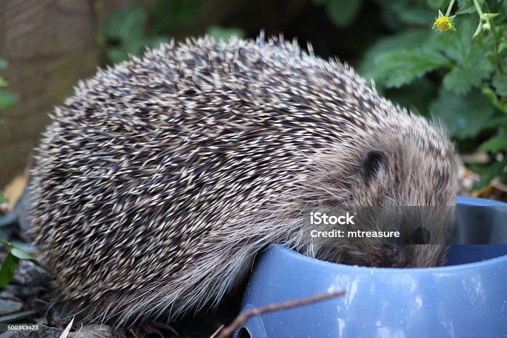 Imagem do Ouriço-cacheiro europeu nas costas jardim, comendo comida de Ouriço-cacheiro - Foto de stock de Ouriço-cacheiro - Insetívoro royalty-free