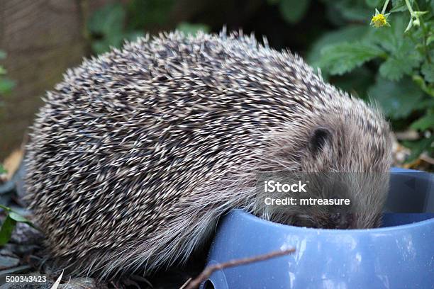 Foto de Imagem Do Ouriçocacheiro Europeu Nas Costas Jardim Comendo Comida De Ouriçocacheiro e mais fotos de stock de Ouriço-cacheiro - Insetívoro