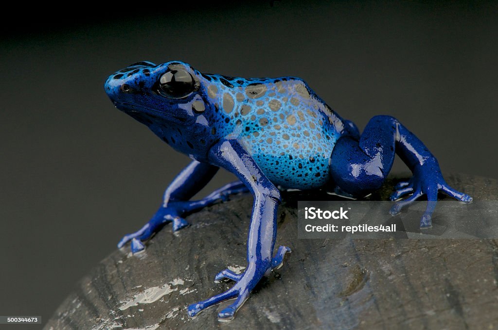 아주르 dart 개구리/Dendrobates azureus - 로열티 프리 개구리 스톡 사진