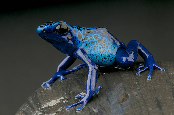 아주르 dart 개구리/dendrobates azureus - blue poison arrow frog 뉴스 사진 이미지