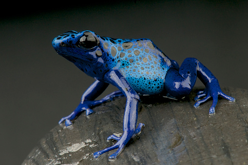 The Azure Dart Frog is a spectacular frog species only found on the Suriname/Brazil border.