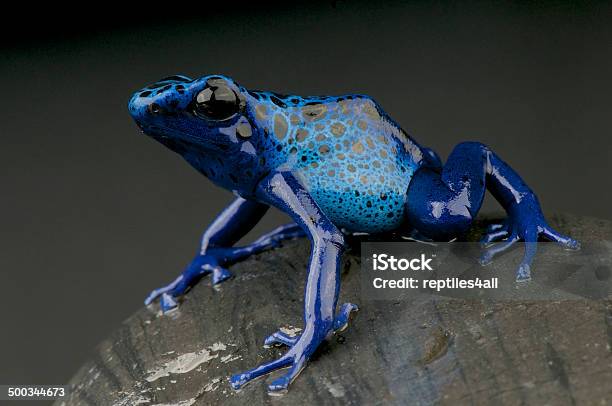 Лазурный Дротик Лягушкаdendrobates Azureus — стоковые фотографии и другие картинки Лягушка - Лягушка, Древолаз, Голубой древолаз