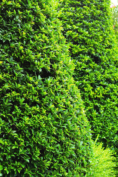 istock Green leaves in the garden 500344693