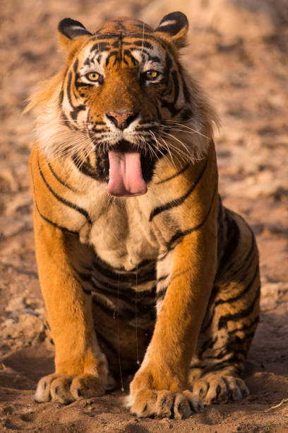 Maneating Tiger stock photo