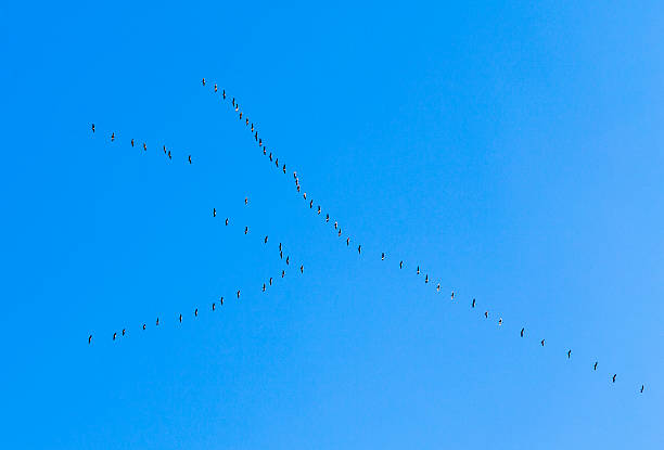 istock migrant birds on their way to warmer areas 500344989