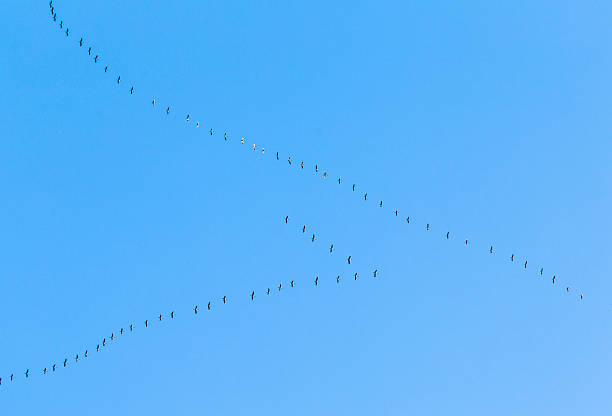 istock migrant birds on their way to warmer areas 500345373