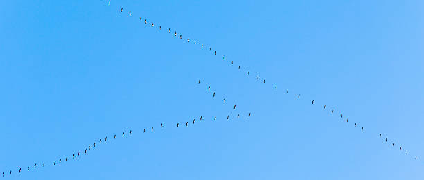 istock migrant birds on their way to warmer areas 500345437