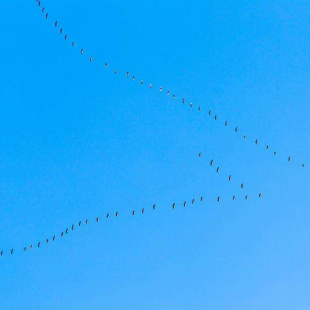 istock migrant birds on their way to warmer areas 500345439