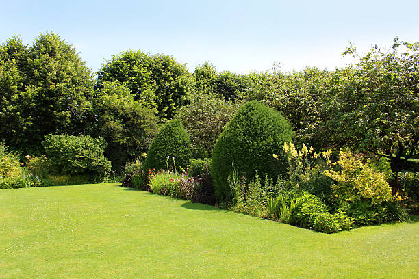 Image of clipped yew trees, topiary in garden flower border Photo showing some large, clipped English yew trees (taxus baccata), creating formal topiary shapes and providing structure to a flower border.  The yews are underplanted with various herbaceous plants and flowers, such as irises, sisyrinchium, lysimachia, hardy fuchsias and alliums.  A neat lawn with an immaculate straight edge provides a pathway past the border. fuchsia flower photos stock pictures, royalty-free photos & images