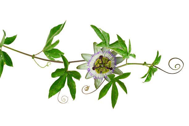 passiflora - close to moving up single flower flower imagens e fotografias de stock