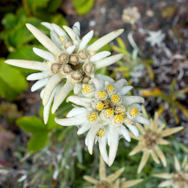 istock Beautiful rare alpine flower Edelweiss 500345809