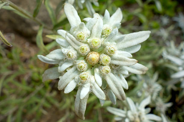 hermosa flor edelweiss alpino infrecuentes - geschützt fotografías e imágenes de stock