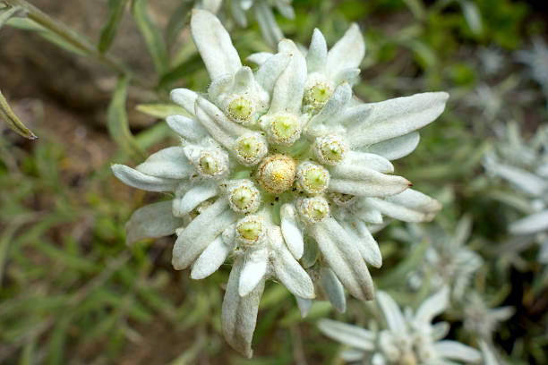 bela raros alpino flor edelvais - geschützt imagens e fotografias de stock