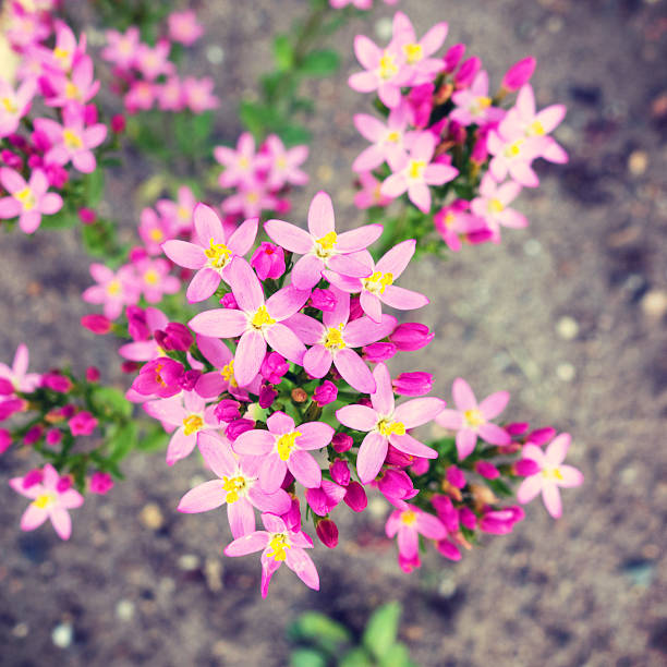 Centaurium (Centaury) is a genus in the gentian family and often used as herbal medicine.