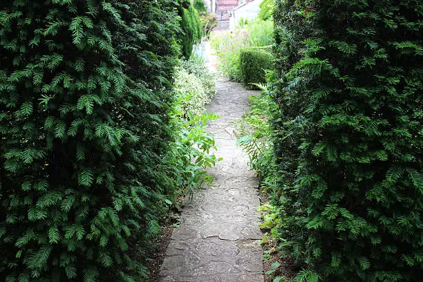 Photo showing a neatly clipped English yew tree hedge (Latin name: taxus baccata).  A small gap in the hedging connects a hidden, narrow pathway, which leads to a secret garden that is tucked away, out of view.