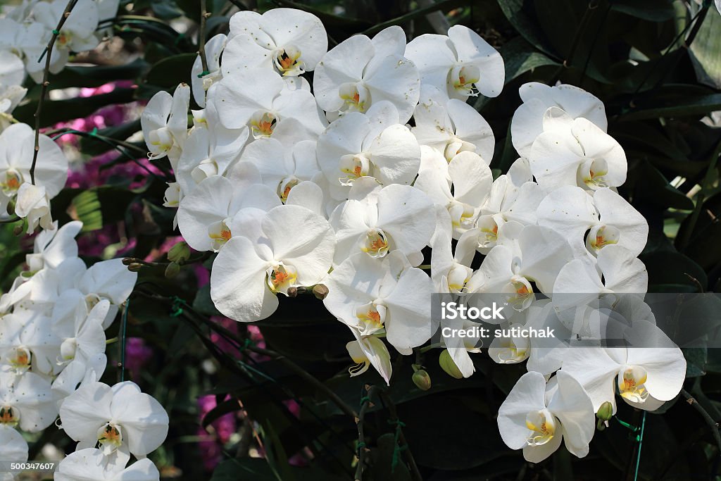 white orchid tropical flowers white orchid tropical flowers in garden Agriculture Stock Photo