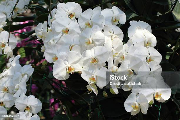 White Orchid Tropical Flowers Stock Photo - Download Image Now - Agriculture, Beauty In Nature, Blossom