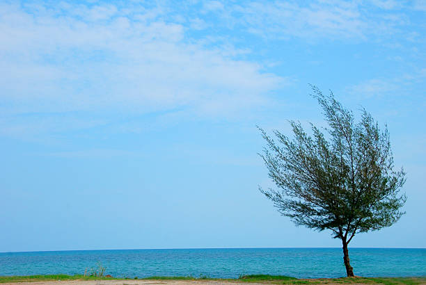 istock Tree beside the sea, sight seeing 500358278