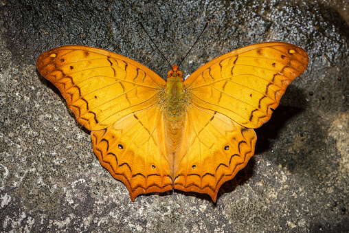 Common Cruiser (Vindula erota), orange butterfly, spread wings, on a grey stone. Horizontal, color, macro, flash photography taken in Northern Thailand.
