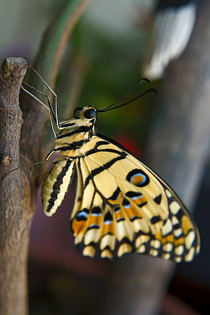 amarillo mariposa del limón en reposo, en derivación - lime butterfly fotografías e imágenes de stock