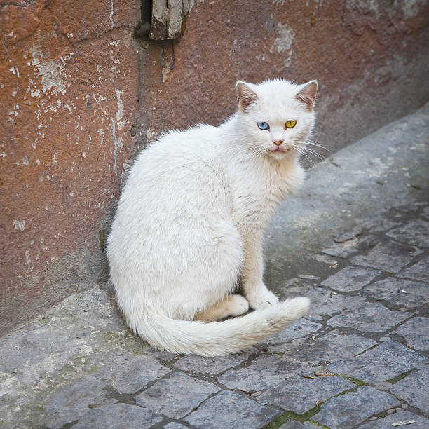istock Albino street cat 500360301