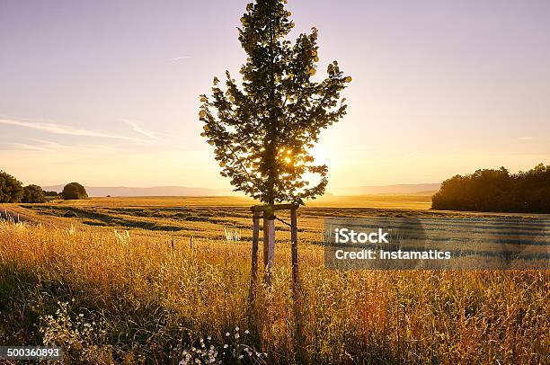 Photo libre de droit de Petit Arbre Au Coucher Du Soleil Avec Un Ciel Pourpre banque d'images et plus d'images libres de droit de Agriculture