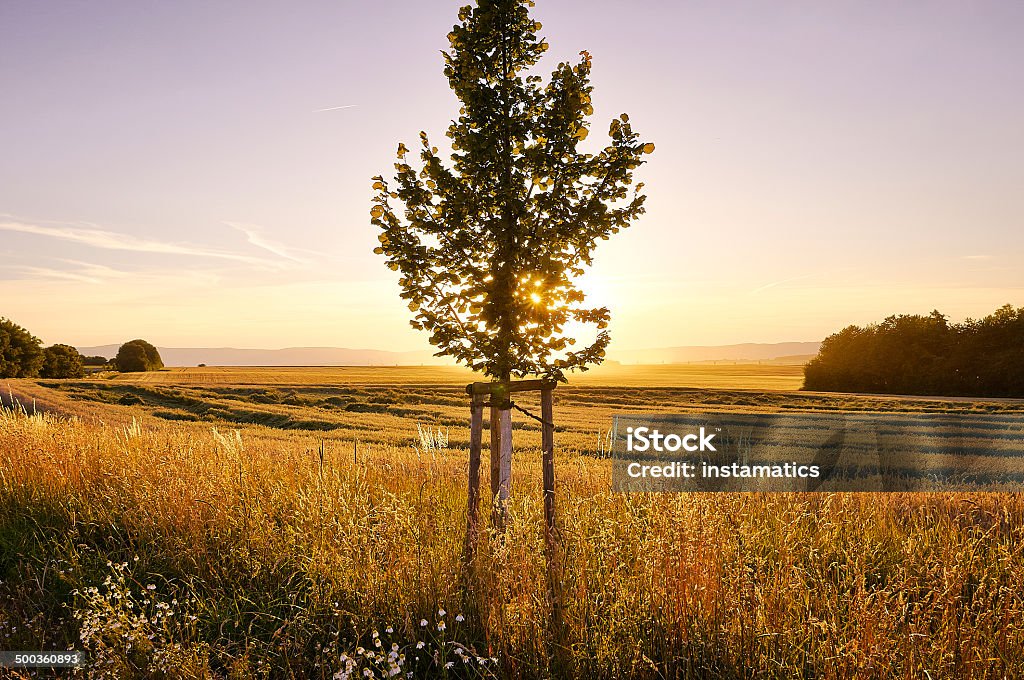 Piccolo albero al tramonto con il cielo viola - Foto stock royalty-free di Agricoltura
