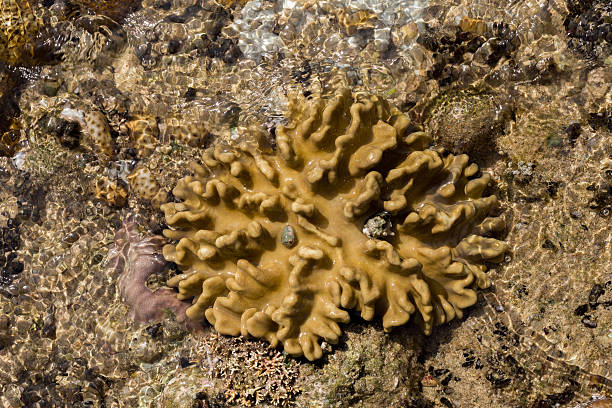 istock coral in low tide, indonesia 500360954