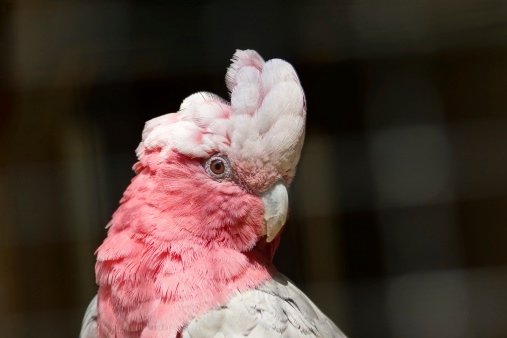 Birds of Australia. Galah parrot