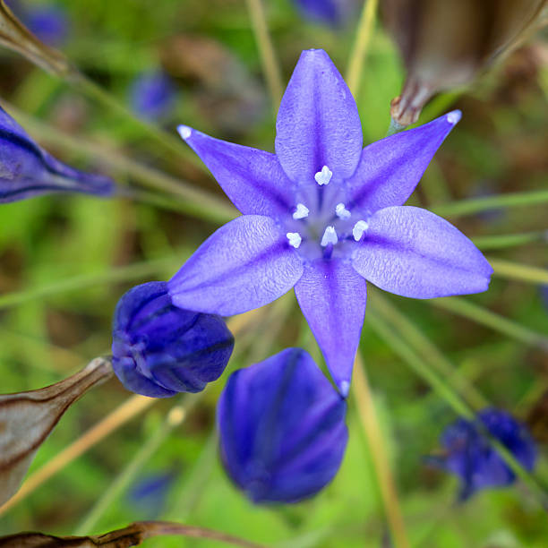 Triteleia laxa - Brodiaea laxa - is a triplet lily known by Ithuriel's spear and grassnut. The flower is tubular, opening into a six-pointed star. The plant grows from a corm which is edible and similar to a potato.